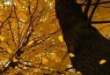Прекрасная осень Живые обои / Beautiful Autumn screenshot 5