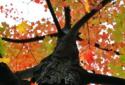 Прекрасная осень Живые обои / Beautiful Autumn screenshot 6
