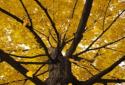 Прекрасная осень Живые обои / Beautiful Autumn screenshot 7