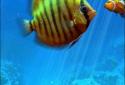 Tropical Ocean 3D LWP screenshot 5