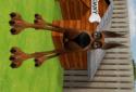 Dany The Dog screenshot 2