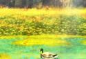Ducks 3D Live Wallpaper FULL screenshot 9