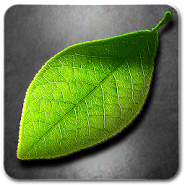 Fresh Leaves