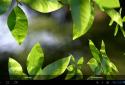Fresh Leaves screenshot 12