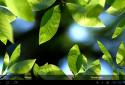 Fresh Leaves screenshot 19