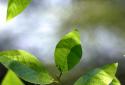 Fresh Leaves screenshot 2
