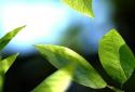 Fresh Leaves screenshot 8