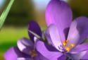 Nature Live Spring Flowers 3D screenshot 1