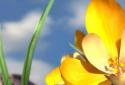 Nature Live Spring Flowers 3D screenshot 2