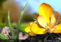 Nature Live Spring Flowers 3D screenshot 5