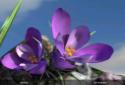 Nature Live Spring Flowers 3D screenshot 6