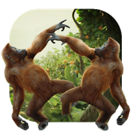 Dancing Monkey HD Live Wall