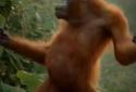 Dancing Monkey HD Live Wall screenshot 4