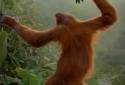 Dancing Monkey HD Live Wall screenshot 6