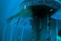 Night Light Jelly Fish 3D LWP screenshot 10