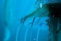 Night Light Jelly Fish 3D LWP screenshot 2