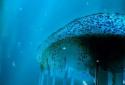 Night Light Jelly Fish 3D LWP screenshot 3