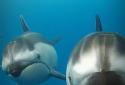 Ocean 3D Dolphin Live Wall screenshot 1