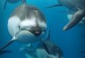 Ocean 3D Dolphin Live Wall screenshot 11