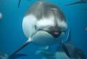 Ocean 3D Dolphin Live Wall screenshot 2