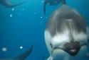 Ocean 3D Dolphin Live Wall screenshot 3