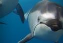 Ocean 3D Dolphin Live Wall screenshot 5