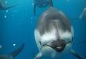 Ocean 3D Dolphin Live Wall screenshot 9