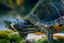 Ocean Turtle Water Pool screenshot 5