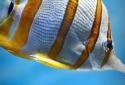 Flora Coral Fish 3D Live WP screenshot 4
