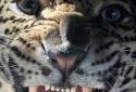 Tiger Lion Live Wallpaper screenshot 4