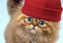 Fluffy Cat screenshot 2