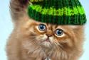 Fluffy Cat screenshot 4