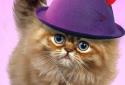 Fluffy Cat screenshot 5