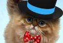 Fluffy Cat screenshot 8
