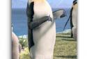Arctic Penguin Live Wallpaper screenshot 3