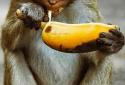 What do animals eat? screenshot 10