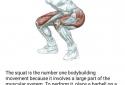 FitAdvisor - фитнес упражнения screenshot 5
