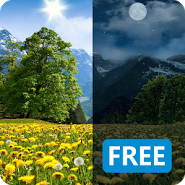 Mountain Dandelions