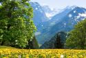 Mountain Dandelions screenshot 2
