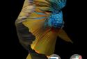 Betta Fish 3D screenshot 1