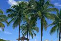 Beach Palms 3D Live Wallpaper screenshot 6