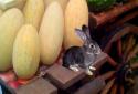Pocket Animals GO screenshot 3
