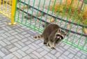 Pocket Animals GO screenshot 5