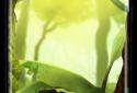 Mossy Forest Live Wallpaper screenshot 8