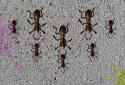 End of insects screenshot 2