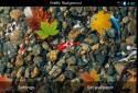 Koi Free 3D Live Wallpaper screenshot 8
