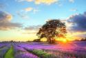Coucher de soleil parfait screenshot 1