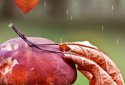 Autumn Live Wallpaper screenshot 6