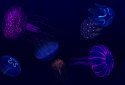 Fish Farm 3 - 3D Aquarium Simulator screenshot 5
