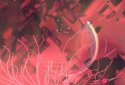 Eden Obscura screenshot 6